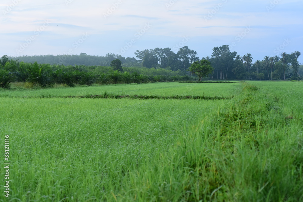 Green rice fields Use as wallpaper