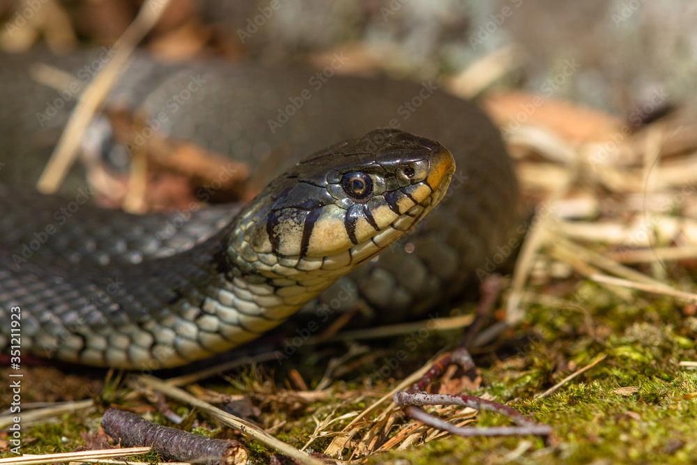 Grass snake (Natrix natrix) Grass snake (Natrix natrix)