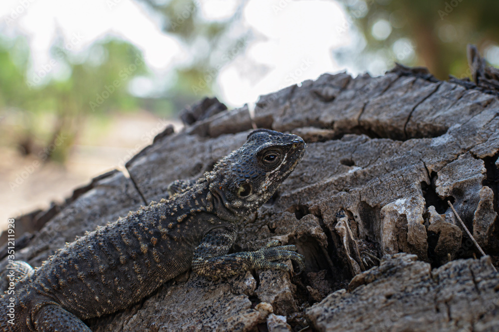 Fototapeta premium Agama lizard resting on a log. Mimicry works. Location Cyprus, Ayia Napa. Lizard species Laudakia stellio cypriaca