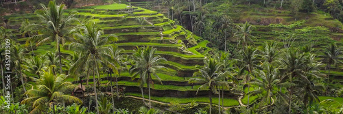 Obraz na płótnie Aerial view of rice terraces. Jatiluwih rise terrace, Bali, Indonesia w salonie