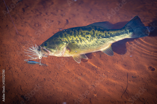 Billede på lærred Big Bass Large mouth - Fishing on lake