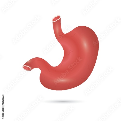 A human stomach illustration.