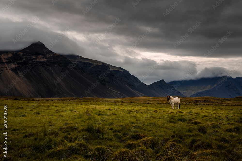 landscape in Iceland. The sky is loaded with clouds 
and there is a horse grazing in the middle of a green meadow