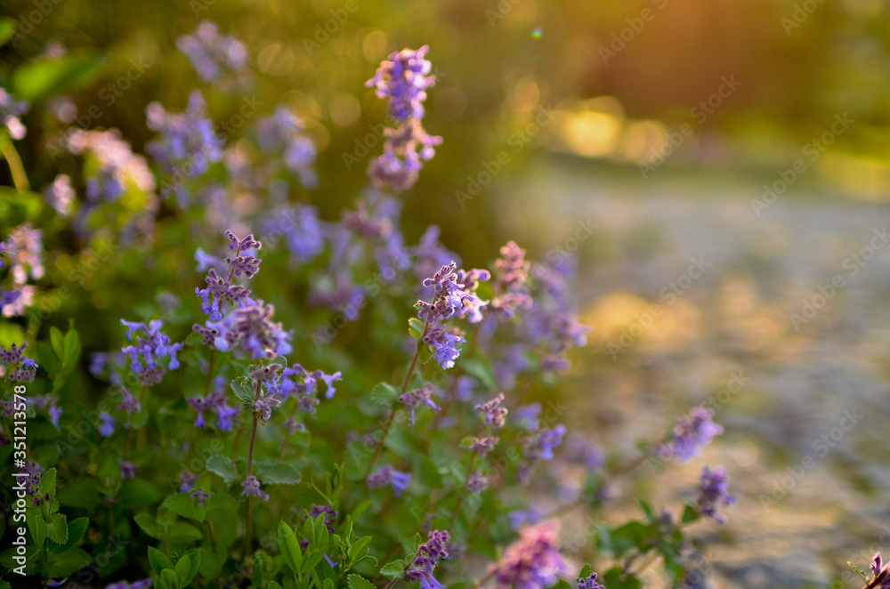 Fototapeta premium Meadow grasses. Sunset in the summer park. Lilac flowers of lavender. Wall mural on the work table.