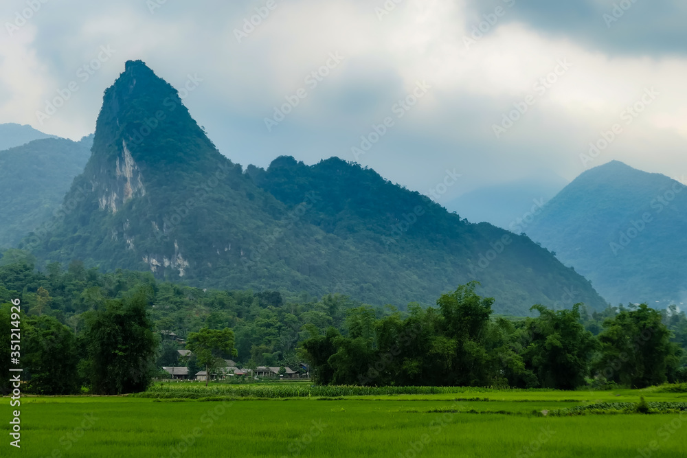 typical Vietnamese landscape in spring with rice field