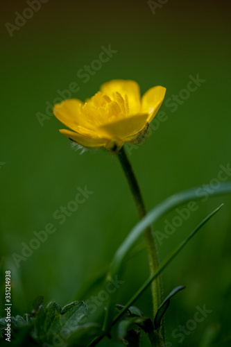 The Ranunculus or Buttercup to you and me