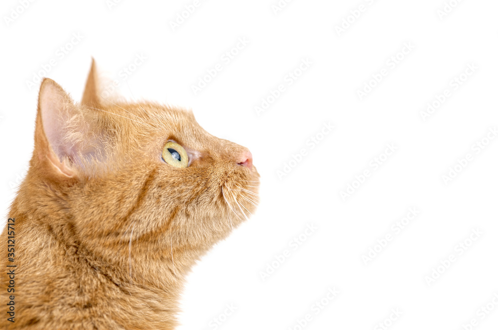 Head shot of adult red tabby cat isolated on white background Head shot of adult red tabby cat isolated on white background