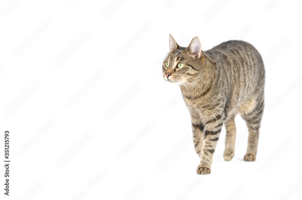 Adult tabby cat walking isolated on white background