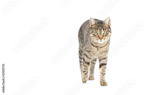 Adult grey tabby cat walking isolated on white background