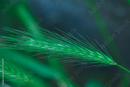 Green spikelet close-up on a natural background