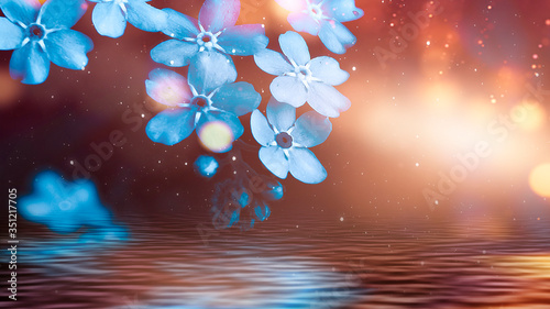 Flowers on the water. Refle...