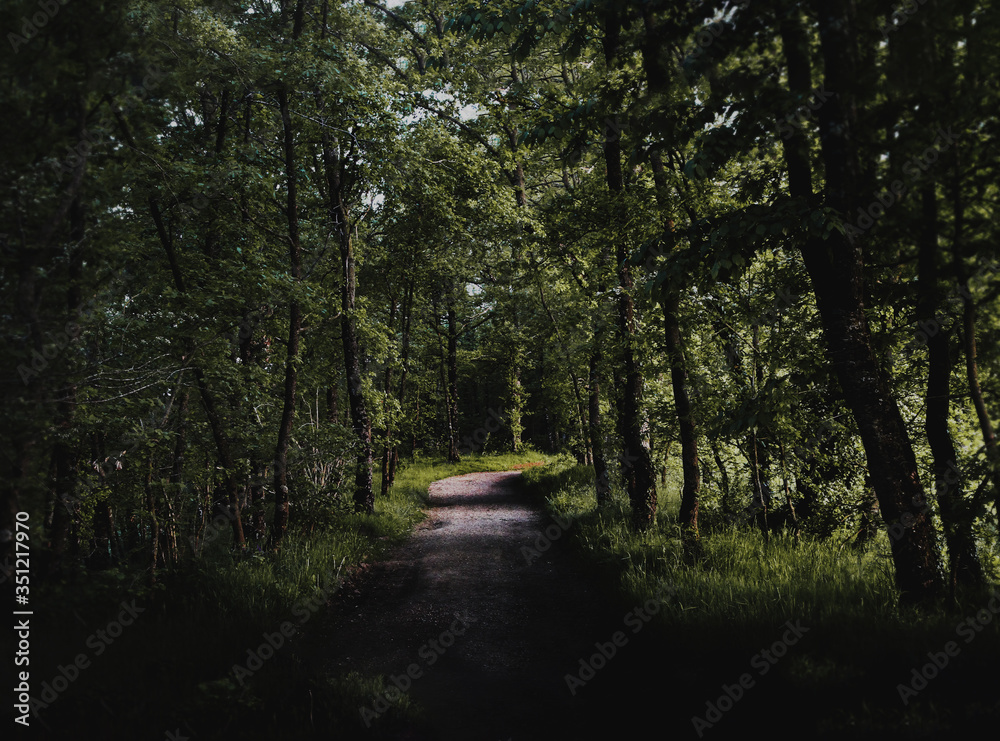 Obraz premium small path in the forest