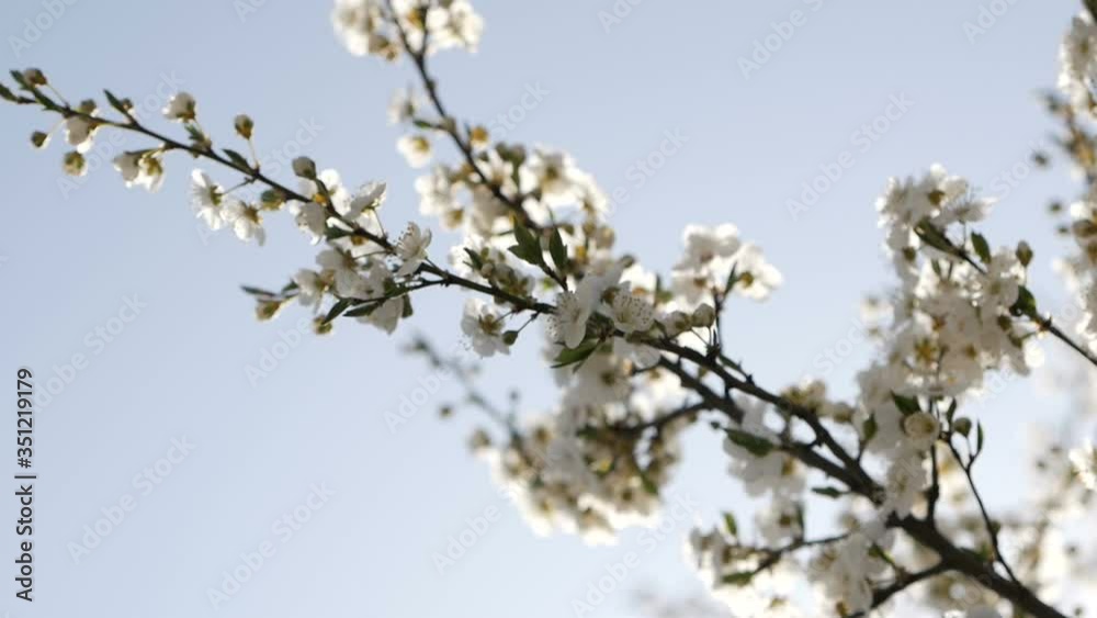 Flowering trees in the garden. Spring flowering fruit trees Flowering trees in the garden. Spring flowering fruit trees