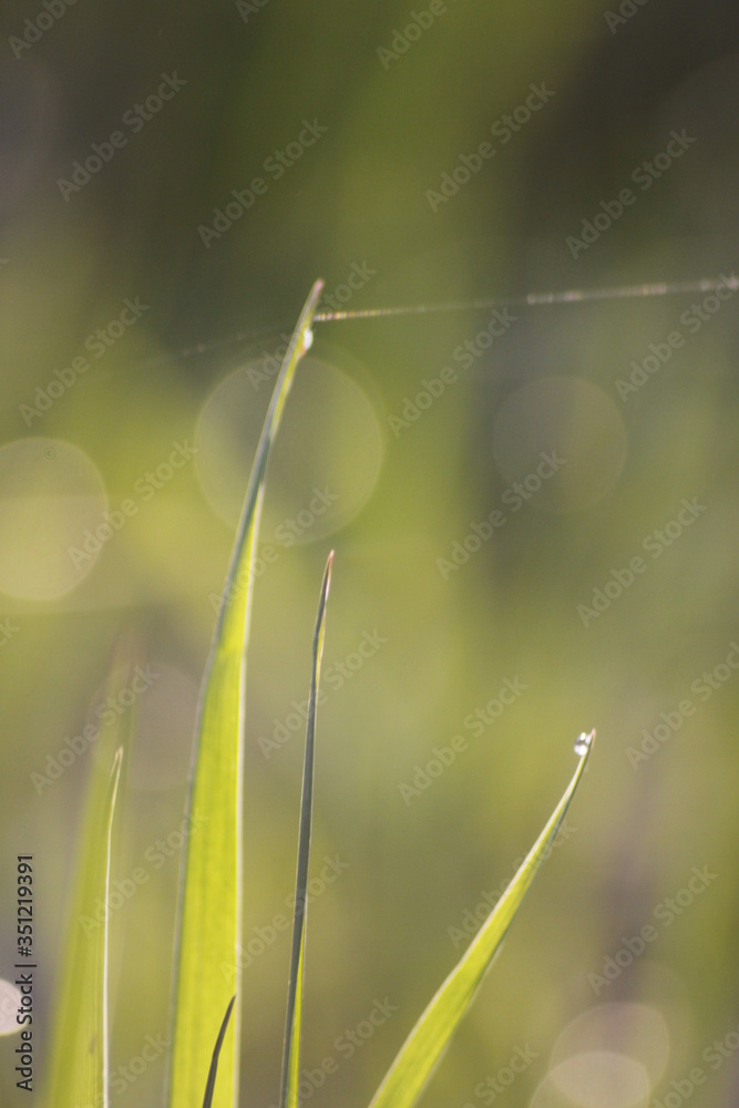 Fototapeta premium Grass field wallpaper in sunny morning