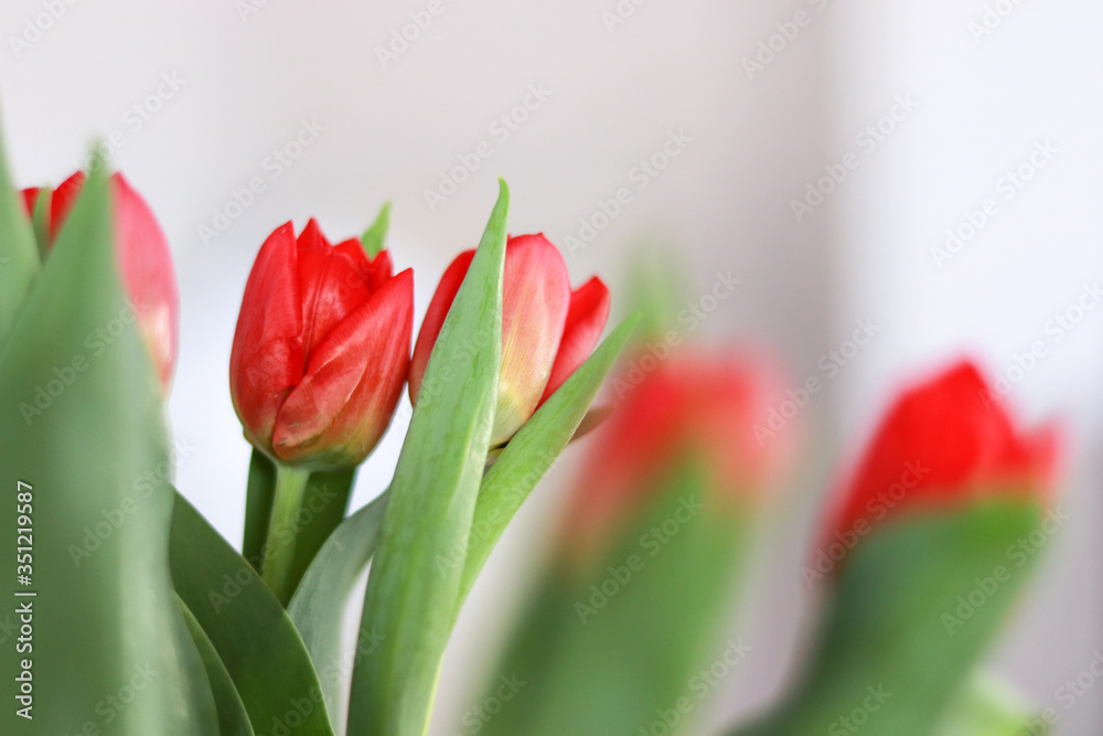 Fototapeta premium Colorful tulips In the spring