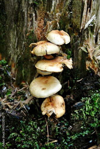 Mushrooms grow on a tree