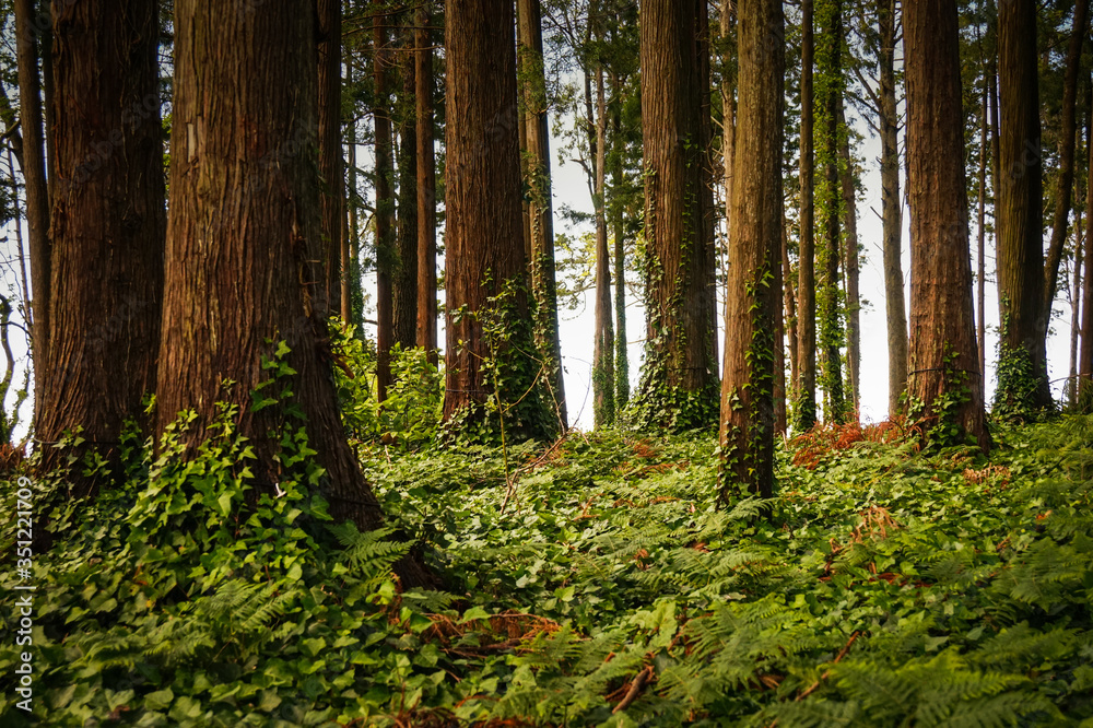 Fototapeta premium Mysterious forest with old trees in a natural park. Old wood trees.