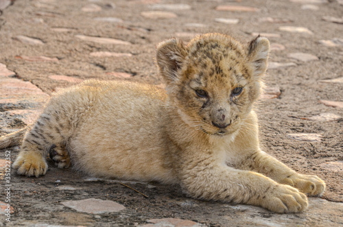 Travel destination South Africa. Lion Cub lies down on the ground