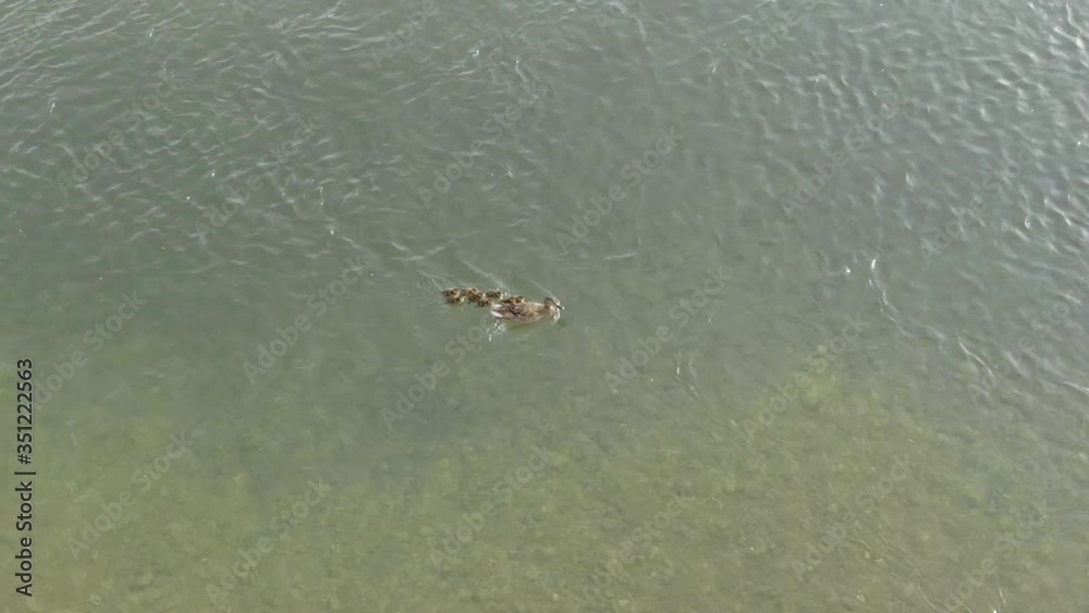 Family of duck with the mother lead the queue crossing a green river against the current Family of duck with the mother lead the queue crossing a green river against the current