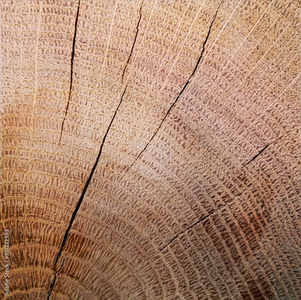 Fototapeta premium texture of wood, oak in cross section closeup