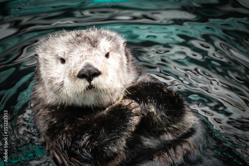 Sea otter posing in the water