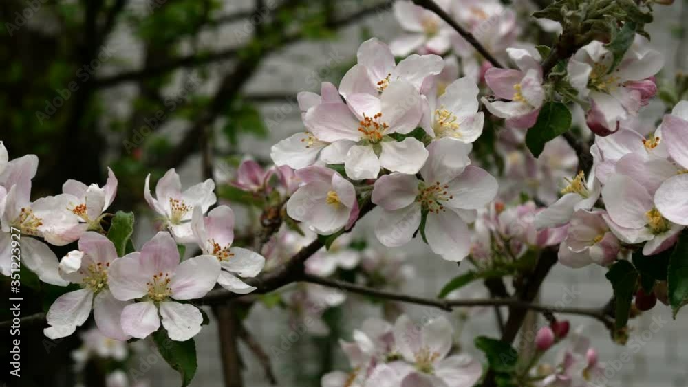 Pink and white blossom apple flower buds and flowers on tree branch swaying in wind. Blooming fruit tree in spring garden. Close-up. Pink and white blossom apple flower buds and flowers on tree branch swaying in wind. Blooming fruit tree in spring garden. Close-up.