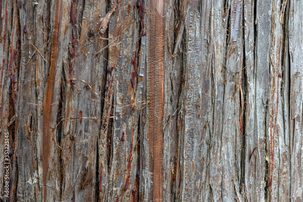close up photo of brown and gray tree bark, natural backgrounds. close up photo of brown and gray tree bark, natural backgrounds.