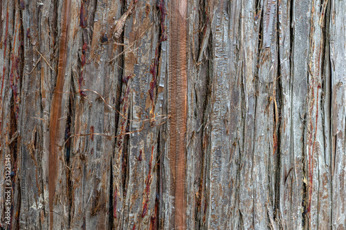Wallpaper Mural close up photo of brown and gray tree bark, natural backgrounds. Torontodigital.ca