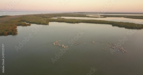 Breeding grounds of pelicans in Tuzly Estuary National Nature Park near by Black Sea coast, Ukraine photo