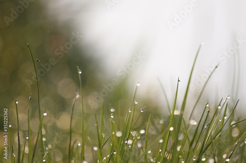 Grass Bokeh Wallpaper - Macro Shot