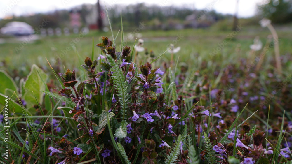 Obraz premium Small wonder wild flowers from the backyard