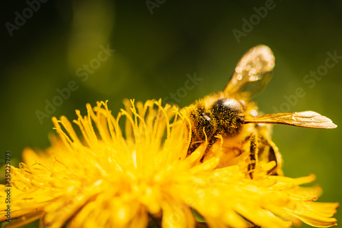 Honey bee covered with yellow pollen collecting nectar from dandelion flower. Important for environment ecology sustainability. Copy space