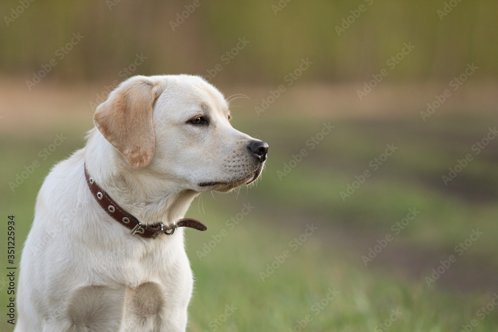 amazing portrait of young labrador retriever dog puppy at walk in park in spring. Copy space amazing portrait of young labrador retriever dog puppy at walk in park in spring. Copy space