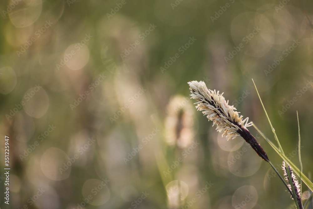 Fototapeta premium Grass Bokeh Wallpaper - Macro Shot