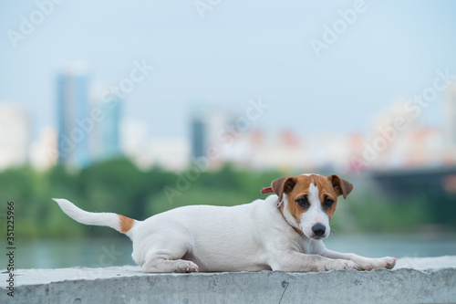 Frightened puppy lies on the parapet. Scared dog Jack Russell Terrier on the river bank against the backdrop of the city.