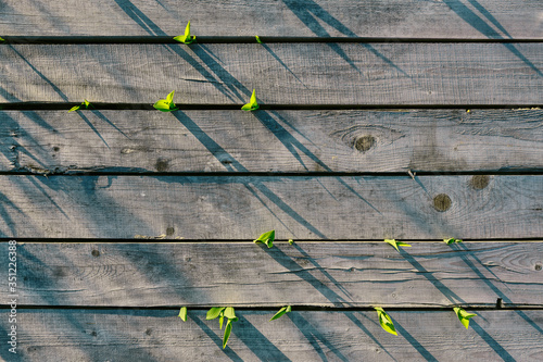 Background with top view on a wooden flooring with young fresh herbs growing through the cracks at sunset. Nature and outdoor concept.