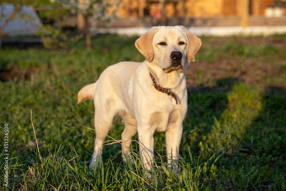 Young Labrador Retriever dog stands and looks carefully during sunset in grass.