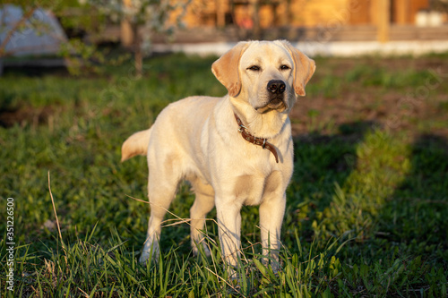 Young Labrador Retriever dog stands and looks carefully during sunset in grass.