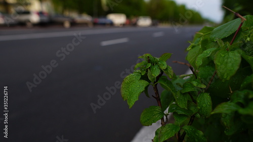 Water on the leaves of a plant near the road. Water drops