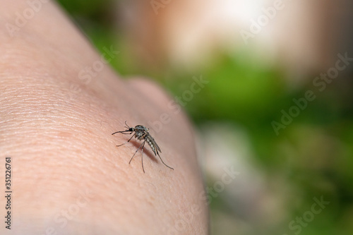 Close up Mosquito sucking human blood in outdoors. carrier of diseases such as malaria, encephalitis, yellow fever, dengue fever, Zika virus.