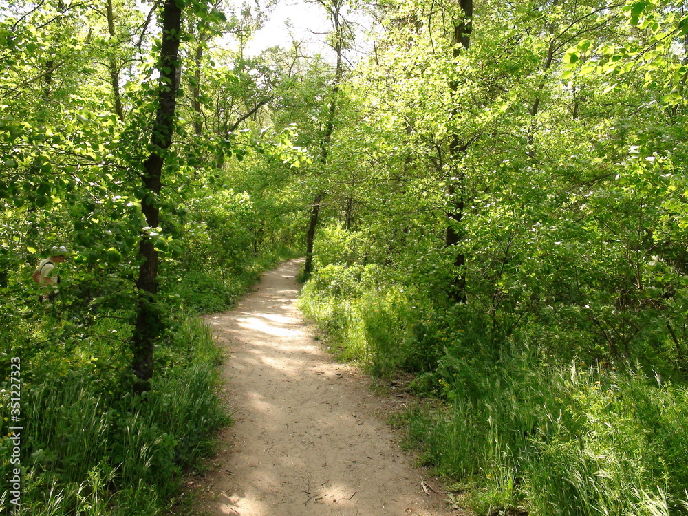 Obraz premium Panorama of a unique palette of shades of green on a forest trail under the rays of the spring sun breaking through the leaves of trees.