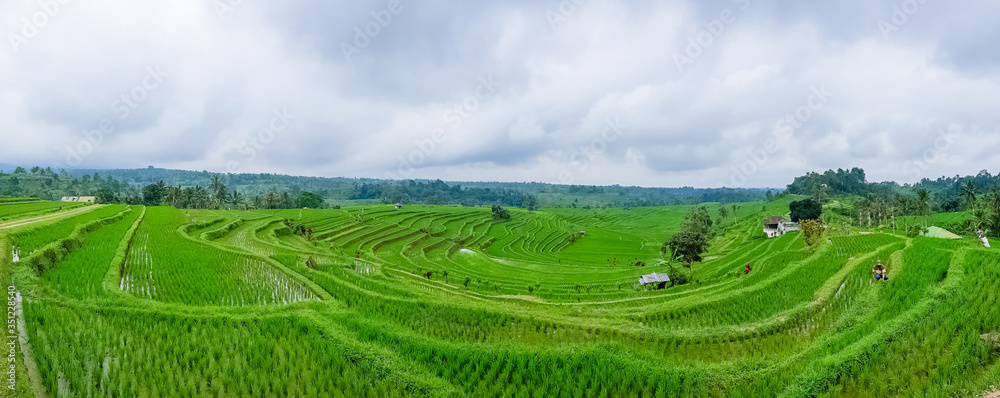 Panorama view on rice terraces Jatiluwih