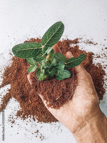 Fotografie Growing media are used to grow a wide variety of plants including vegetables, fruits, floriculture ornamentals, tree and shrub ornamentals and speciality plants