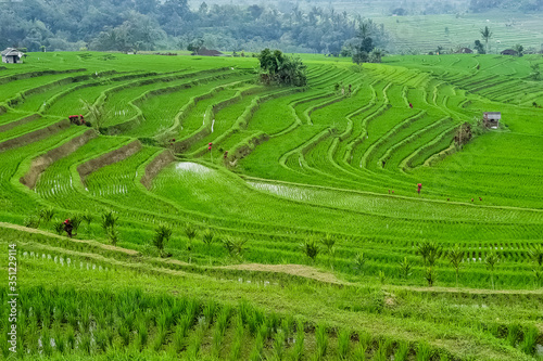 Panorama view on rice terraces Jatiluwih