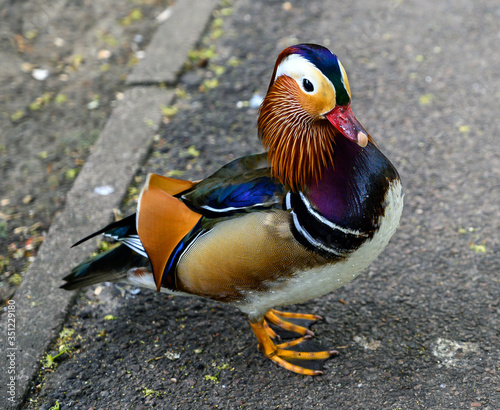 Mandarin duck in Kelsey Park, Beckenham, Greater London. The mandarin is a species of wood duck. Mandarin ducks are common in Kelsey Park, Beckenham. Close up of a mandarin duck (Aix galericulata), UK photo