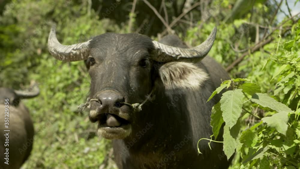Close-up of water buffalo eating plants by road during sunny day - Chiang Rai, Thailand