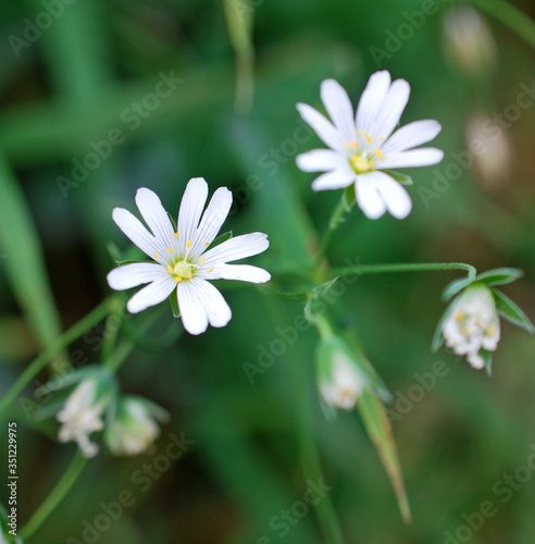 Petite fleur sauvage © James Nature Pics