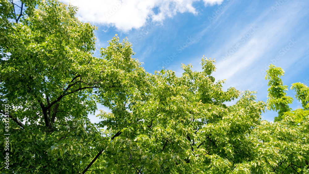 Fototapeta premium linden tree against blue sky