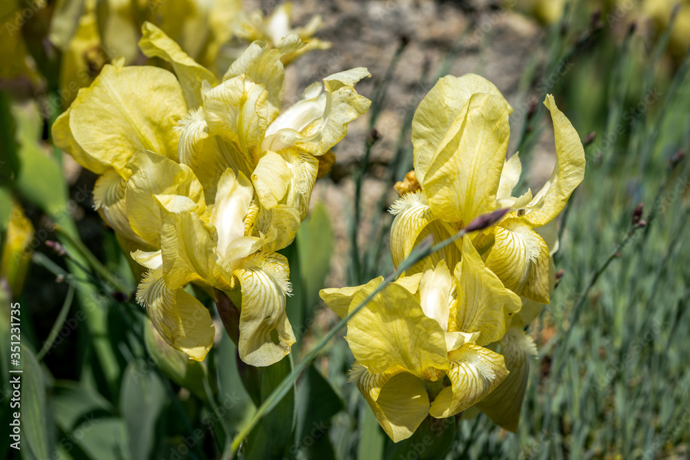 Obraz premium Close up of yellow iris schachtii Markgraf flowers