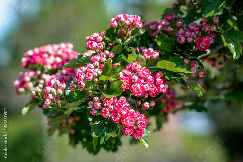 A branch full of beautiful red hawthorn (Crataegus laevigata) flowers